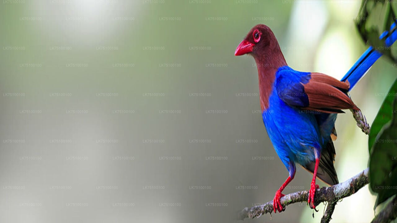 Birdwatching from Kitulgala City