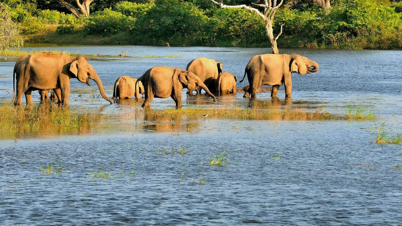 Bundala National Park Private Safari