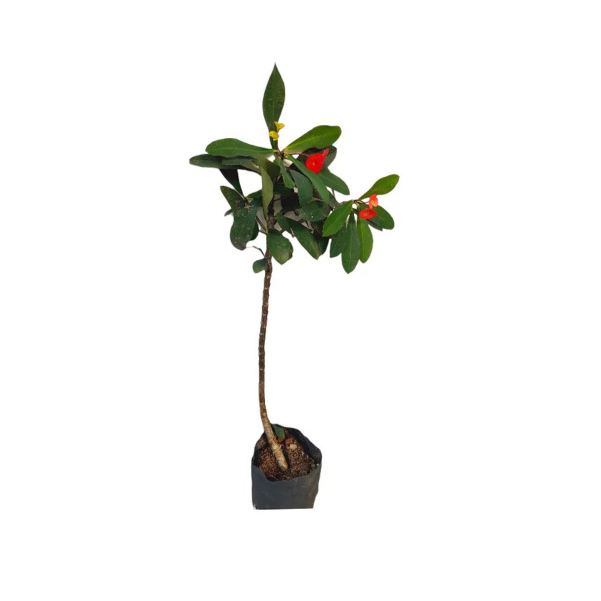 Lakpura® Euphorbia Plant