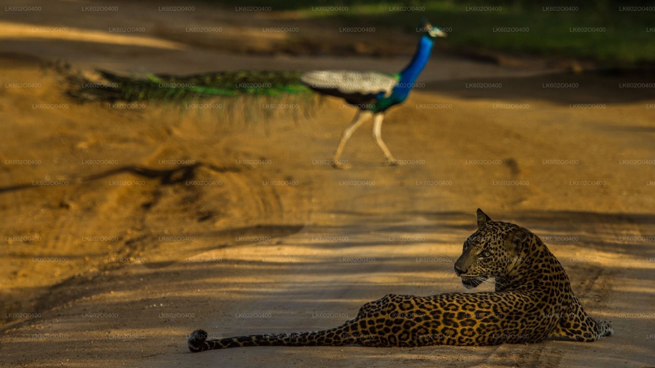 Yala National Park Safari from Mirissa City