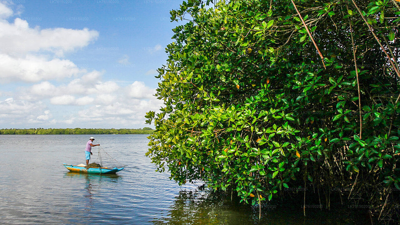 Mangrove Forest Boat Tour from Kalpitiya City