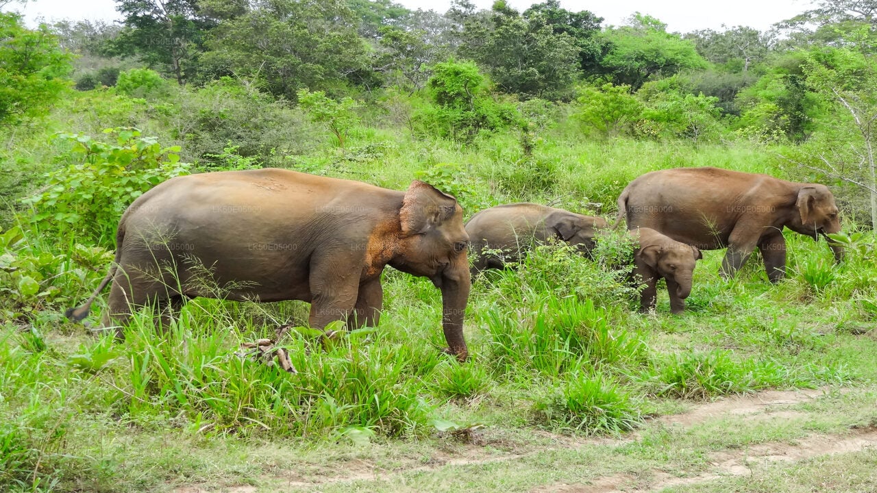 Hurulu Eco Park Private Safari from Sigiriya City