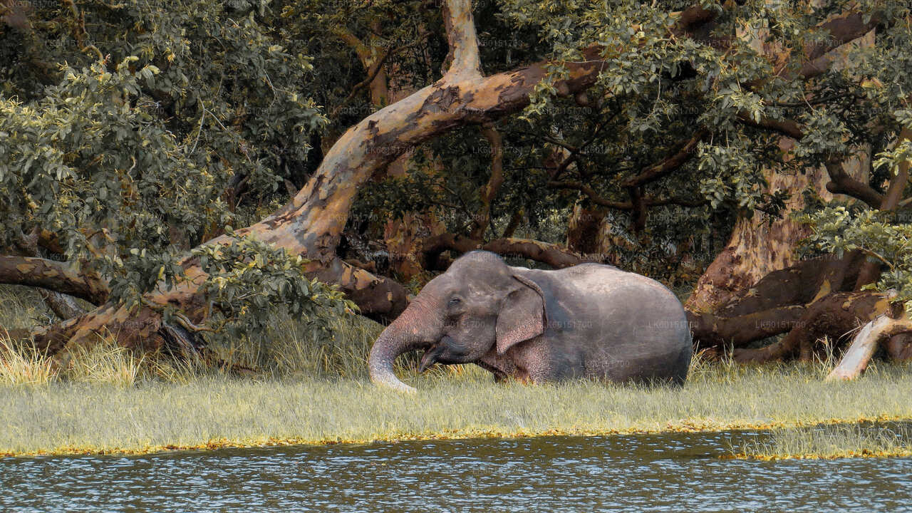 Wilpattu National Park Safari from Anuradhapura City