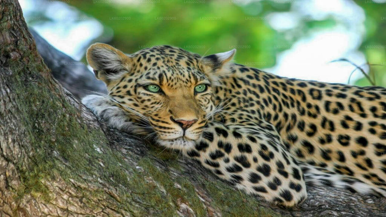 Wasgamuwa National Park Safari from Sigiriya City
