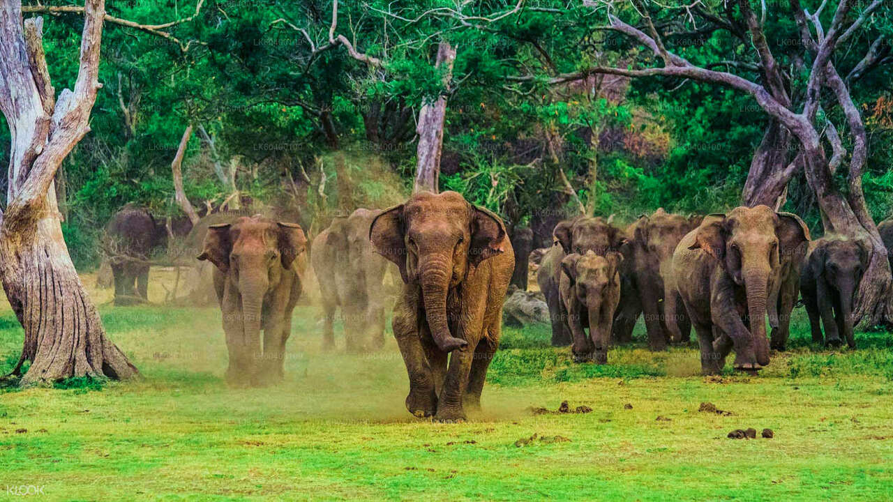 Udawalawe National Park Safari from Ahungalla City