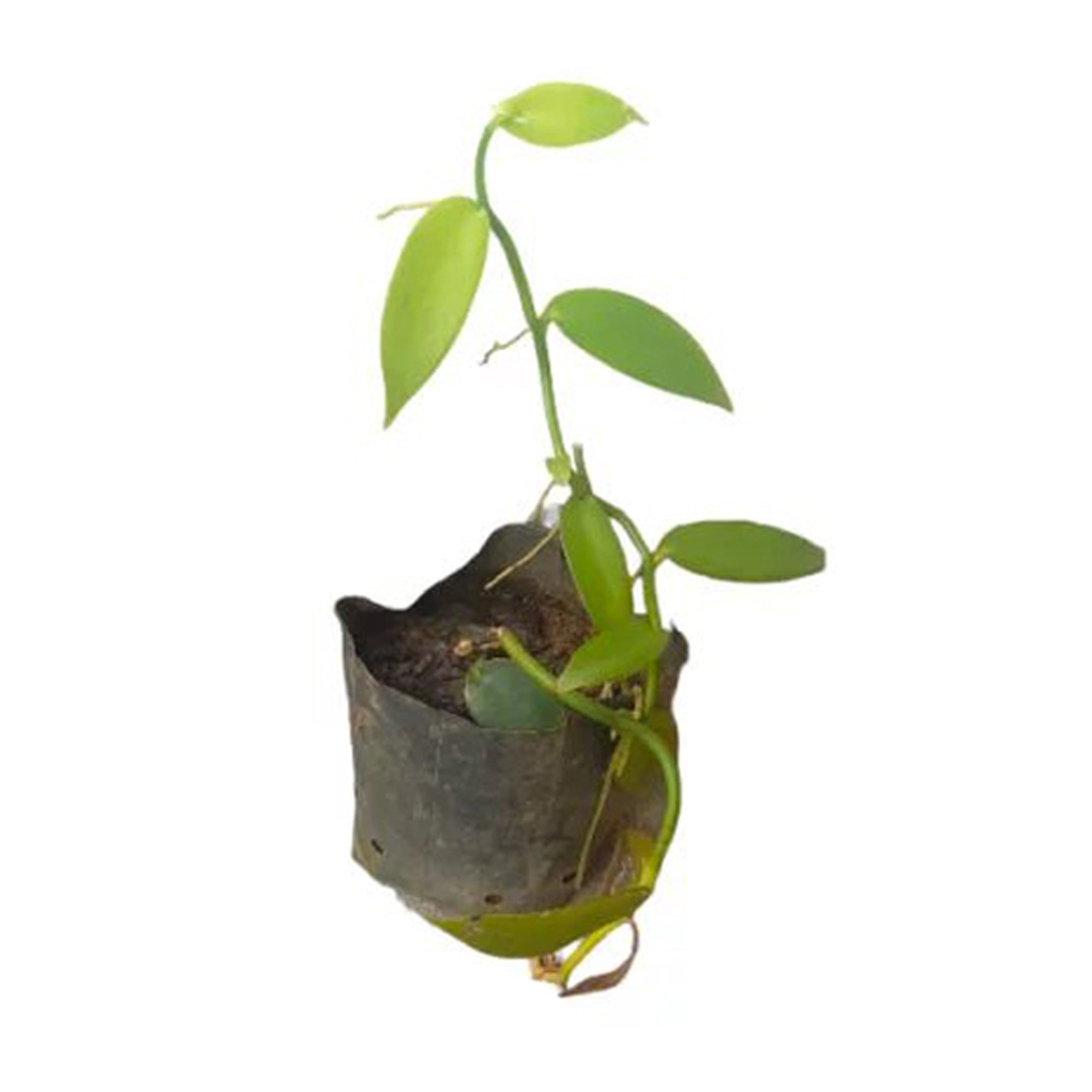 Lakpura® Vanila Plant