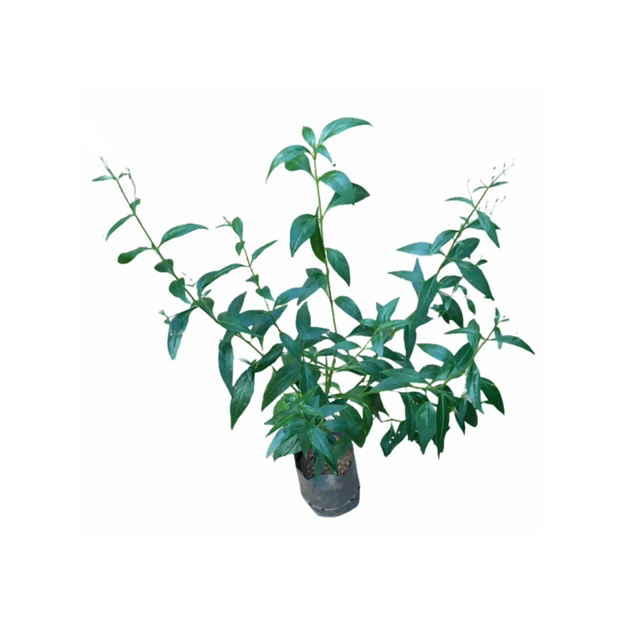 Lakpura® Heen Binkohomba Plant