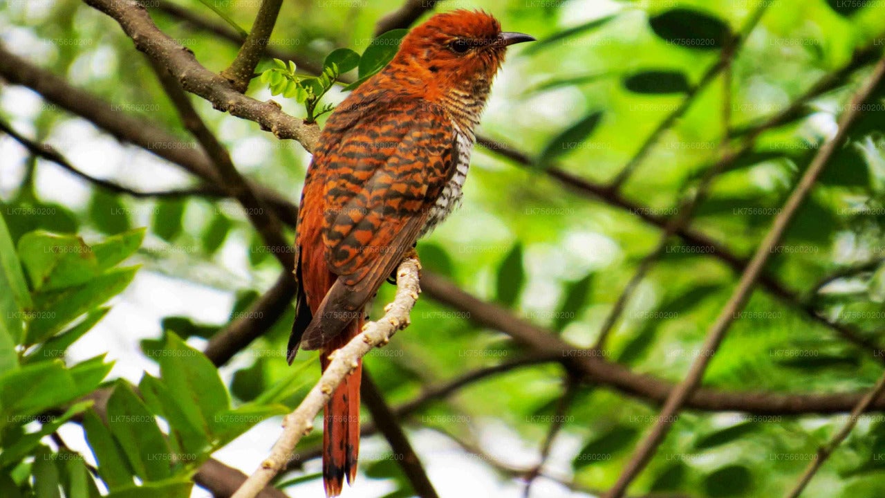 Birdwatching at Muthurajawela Marsh from Mount Lavinia City