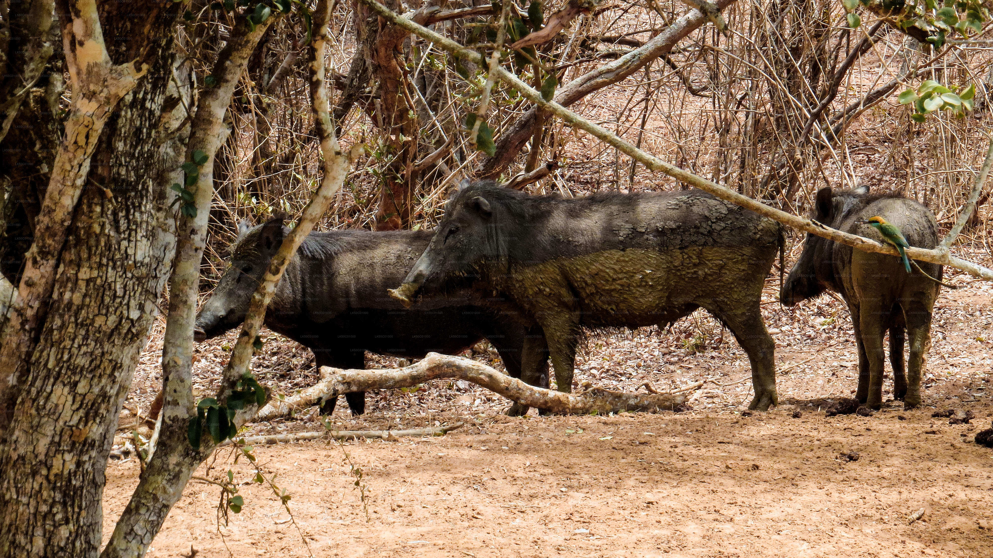 Yala National Park Private Safari with Guide