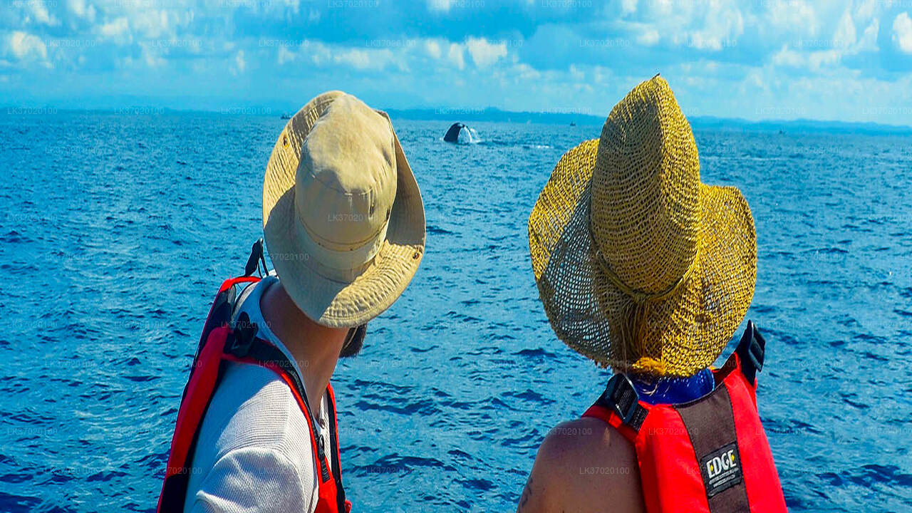Whale Watching by Shared Boat from Ahungalla City