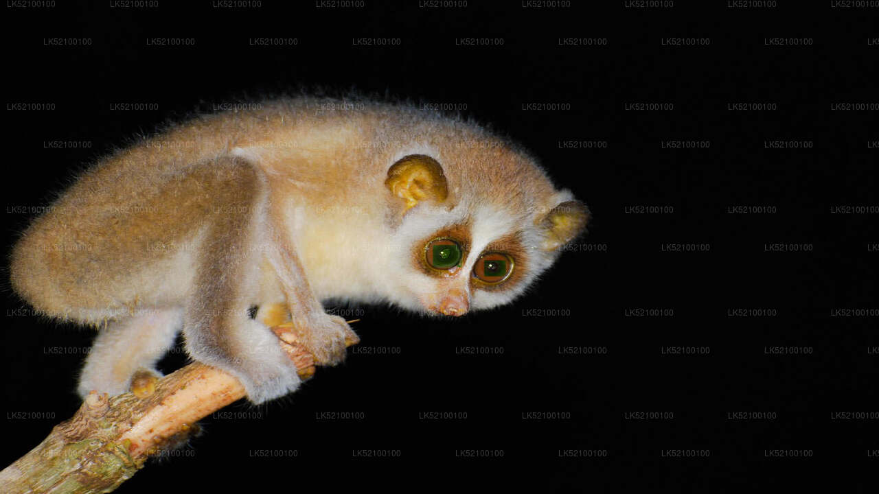 Loris Watching from Kitulgala City