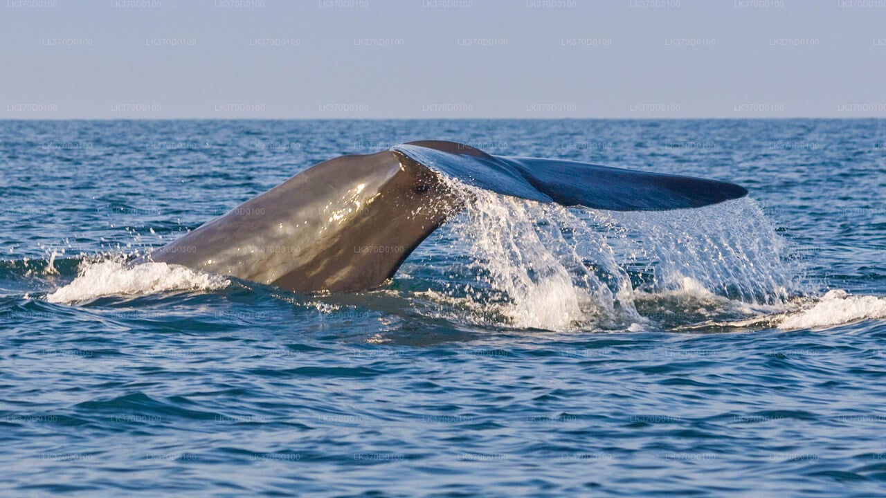 Walbeobachtung von Bentota aus auf einem Sammelboot
