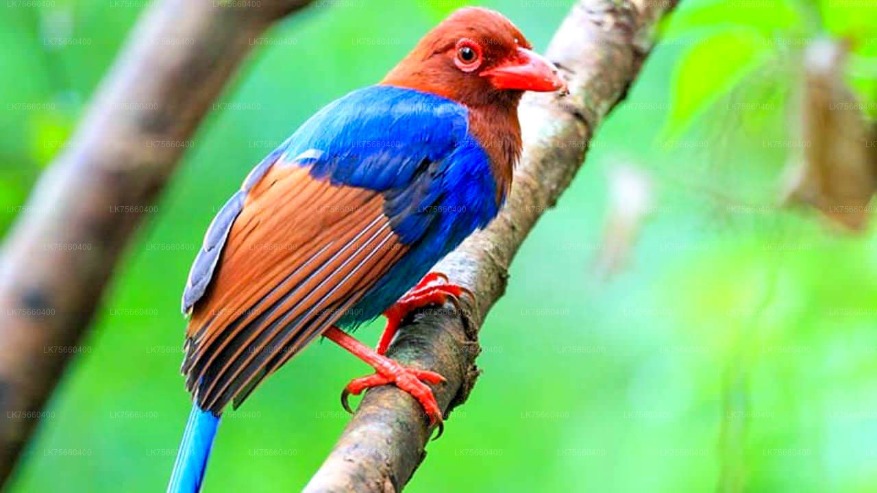 Birdwatching at Sinharaja Rainforest from Mount Lavinia City