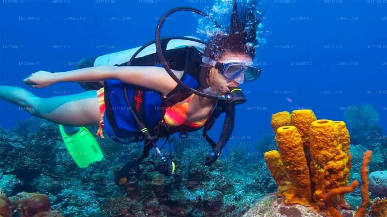 Immersioni subacquee da Negombo