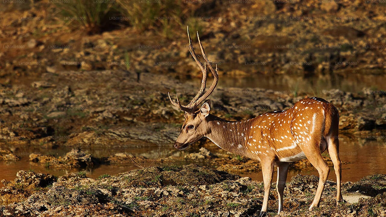 Lunugamvehera National Park Private Safari