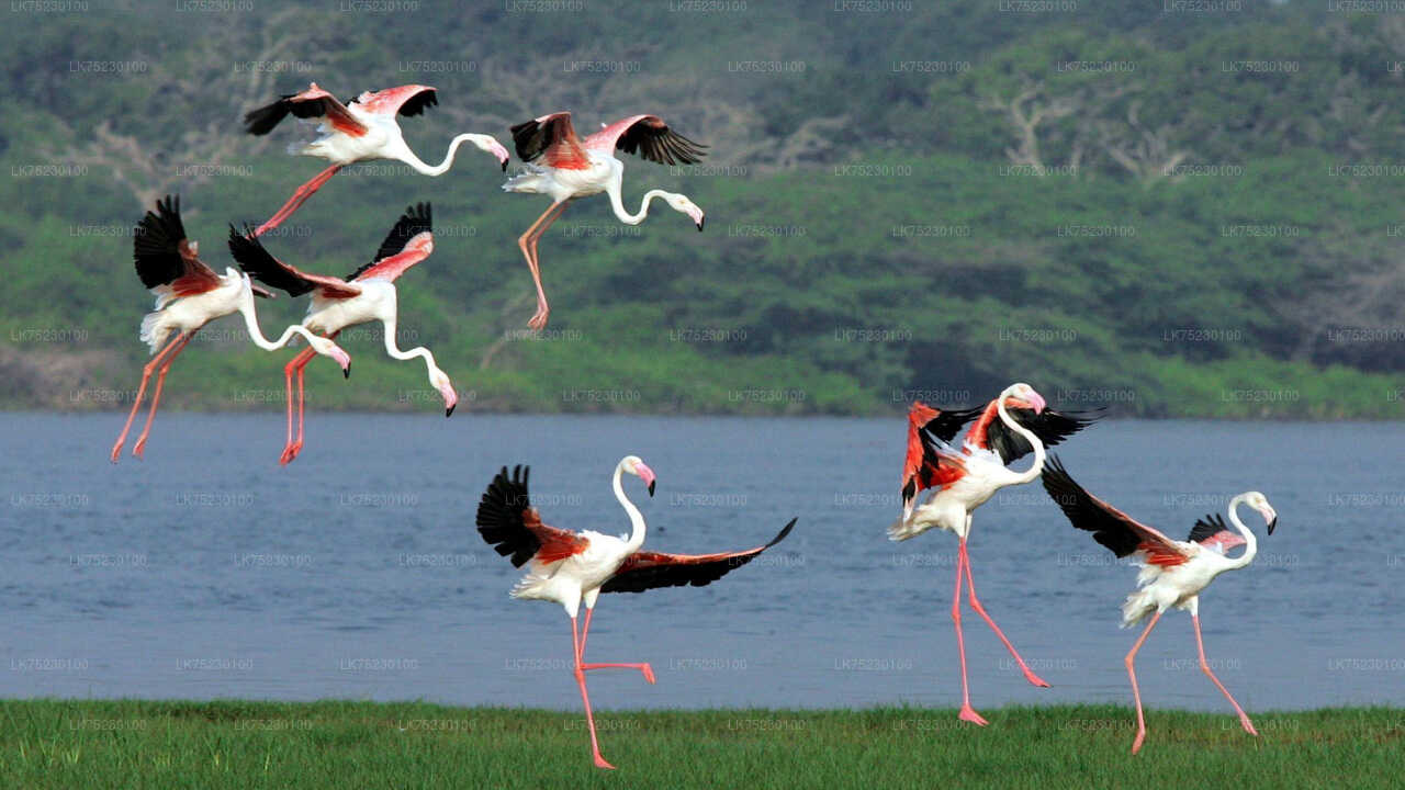 Birdwatching by Boat at Kalametiya Sanctuary