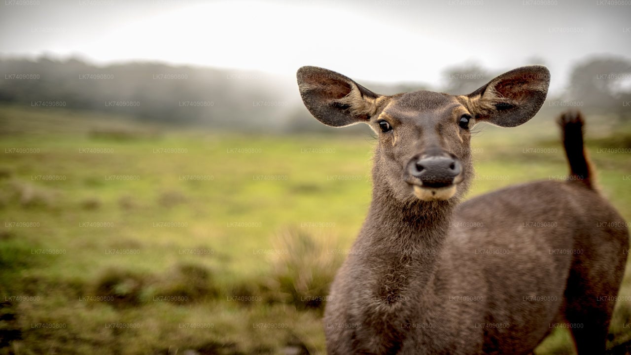 Horton Plains National Park from Ella City