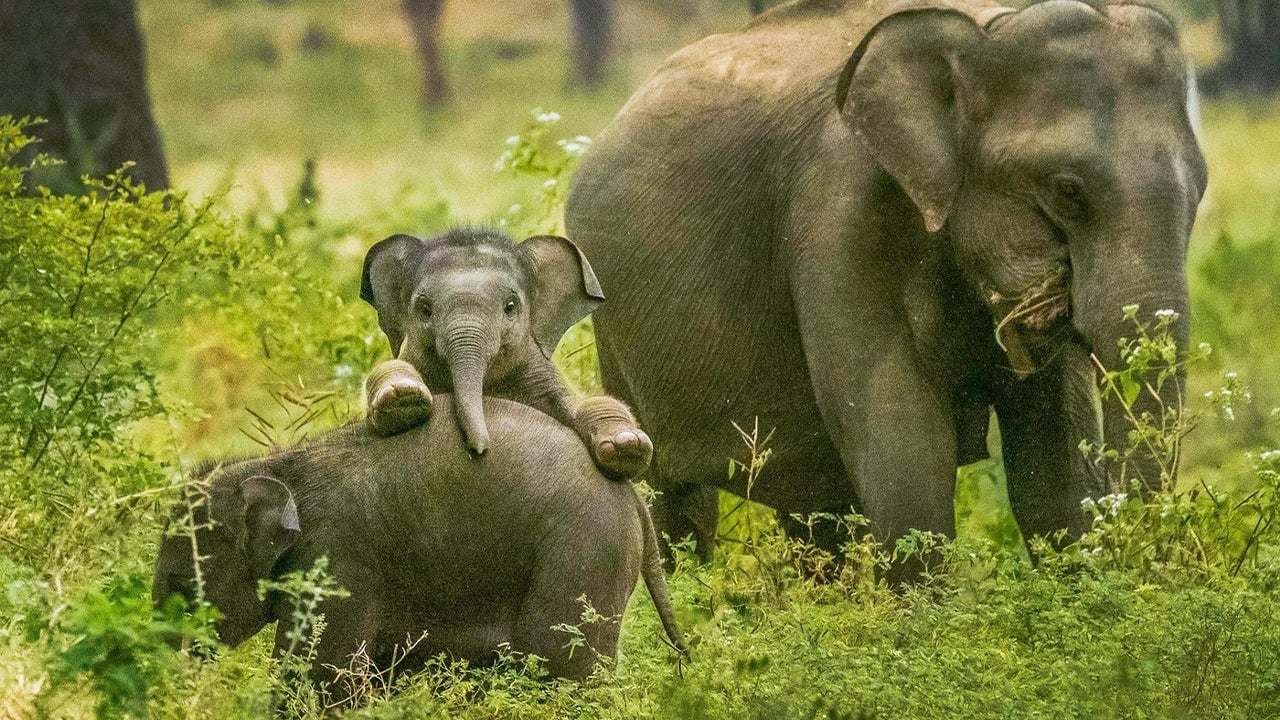 Yala National Park Safari from Weligama City