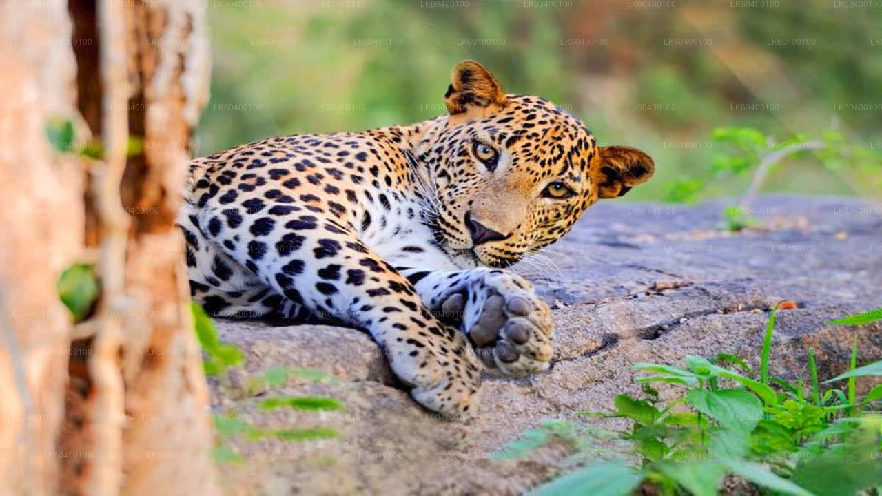 Udawalawe National Park Safari from Ahungalla City