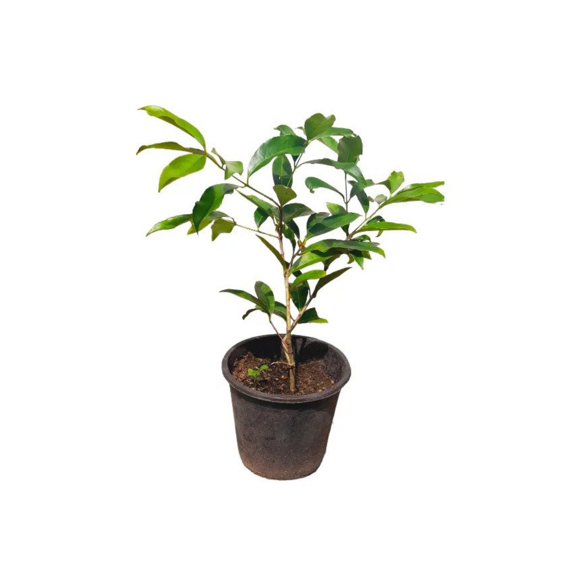 Lakpura® Himbutu Plant
