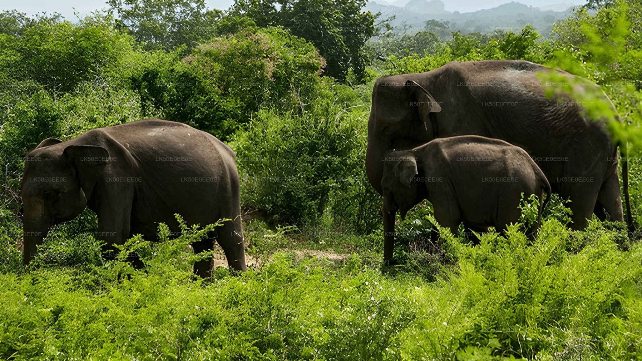 Hurulu Eco Park Private Safari