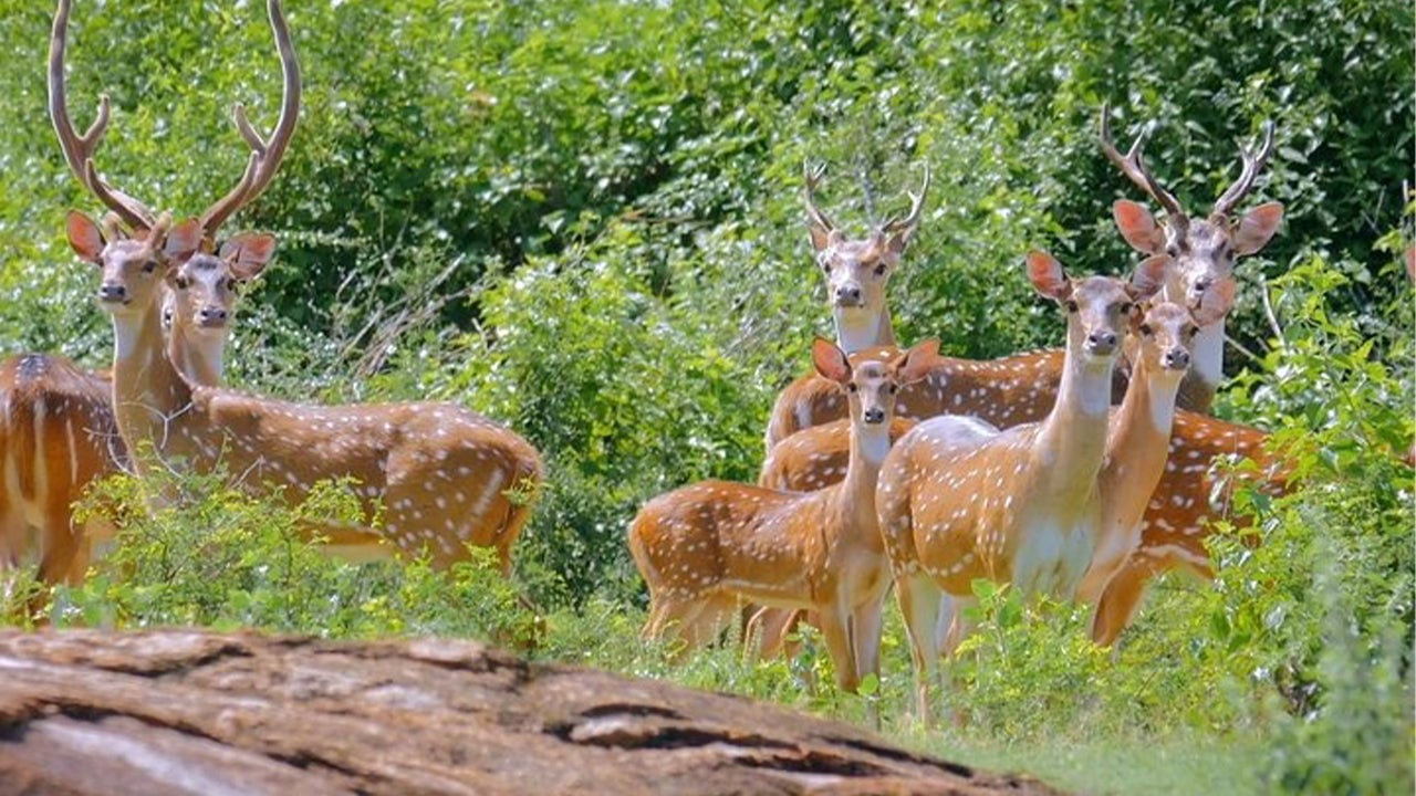 Yala National Park Safari from Weligama City