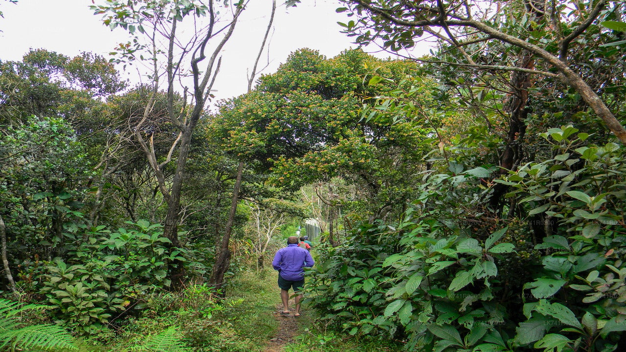 Single Tree Hill Hike from Nuwara Eliya City