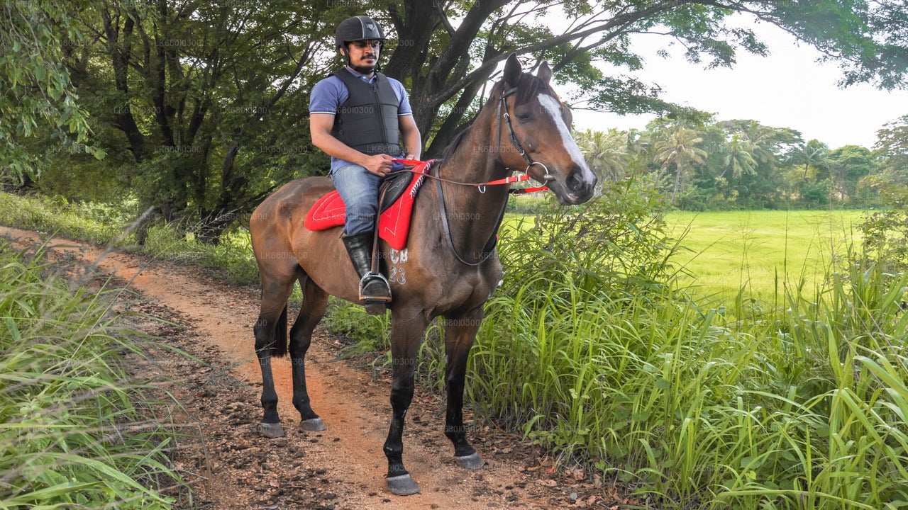 Horse Ride around a Village from Dambulla City