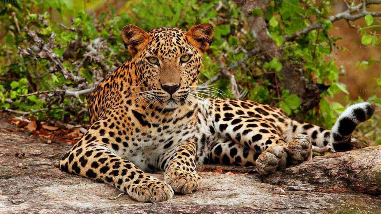 Yala National Park Safari from Hikkaduwa City