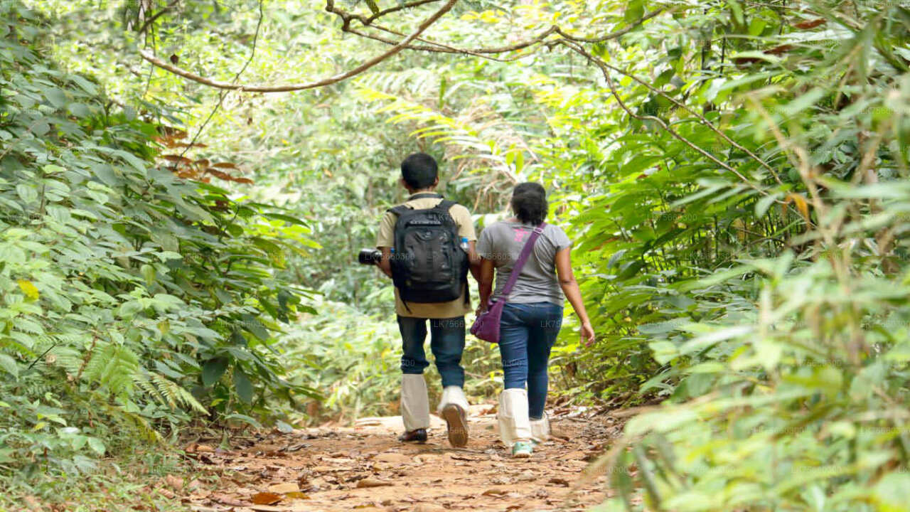 Birdwatching at Kitulgala from Mount Lavinia City
