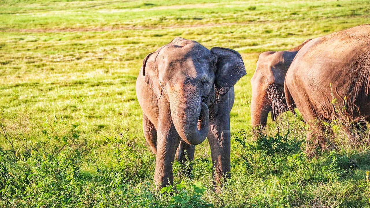 Hurulu Eco Park Safari From Polonnaruwa