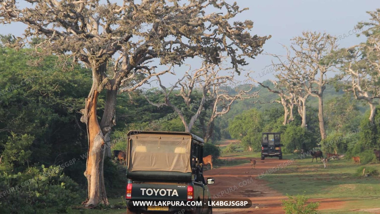 Bundala National Park Entrance Tickets