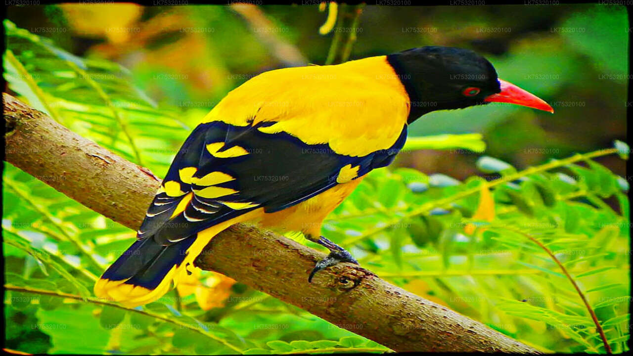 Birdwatching from Habarana City