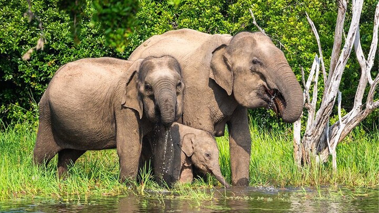 Wasgamuwa National Park Private Safari