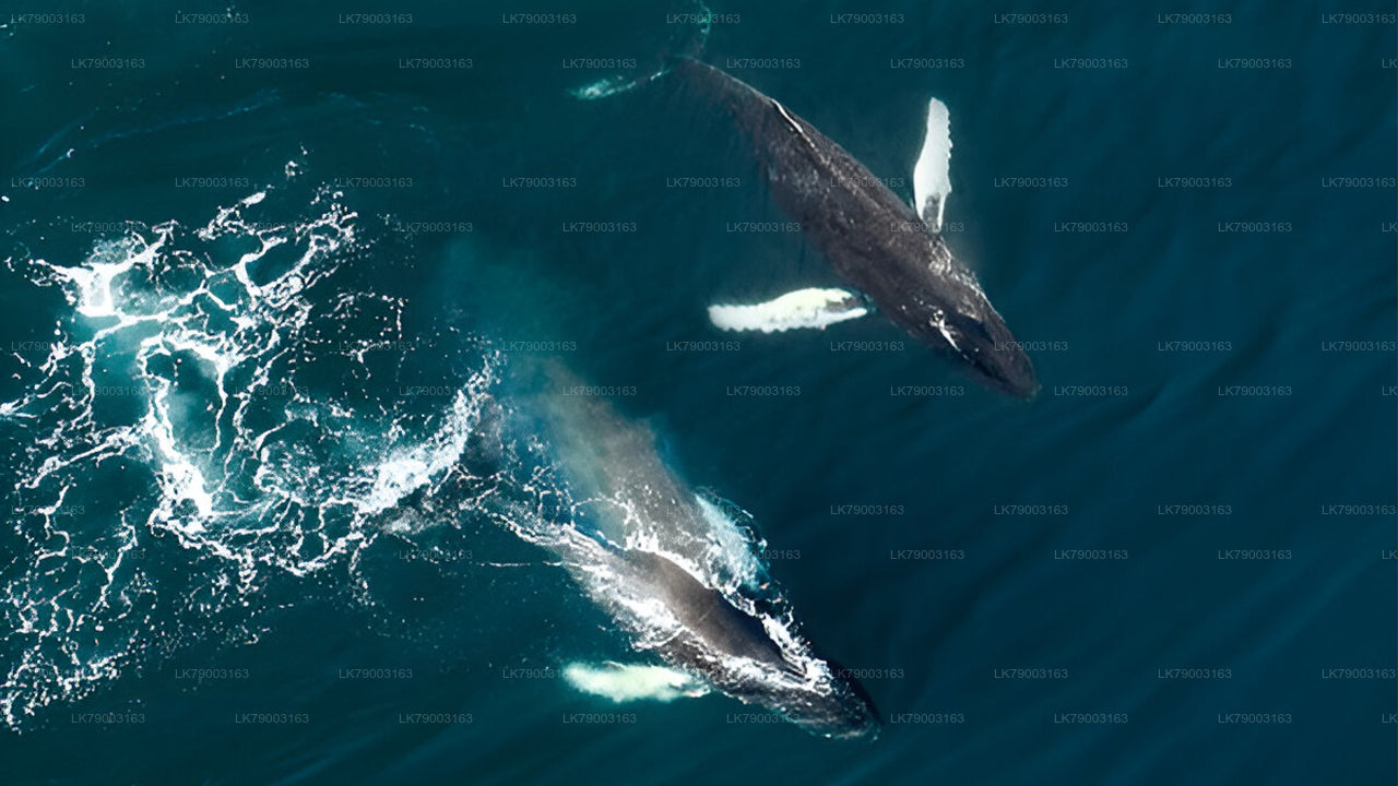 7 Hour Private Whale Watching Cruise From Mirissa City