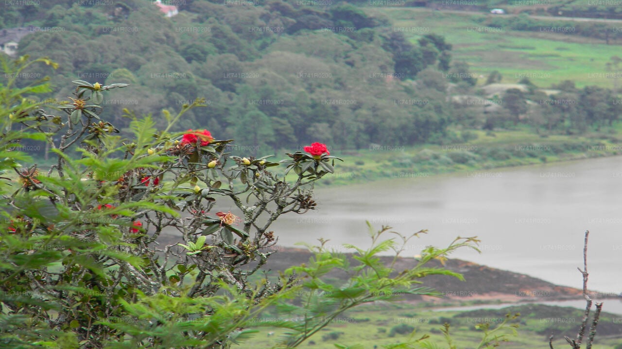 Single Tree Hill Hike from Nuwara Eliya City