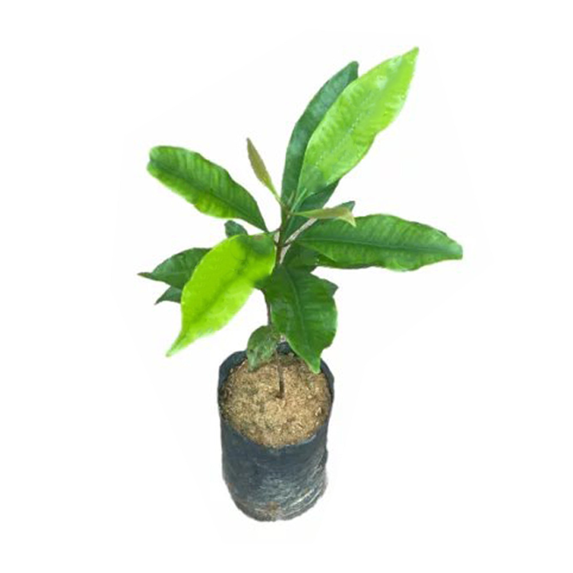 Lakpura® Clove Plant