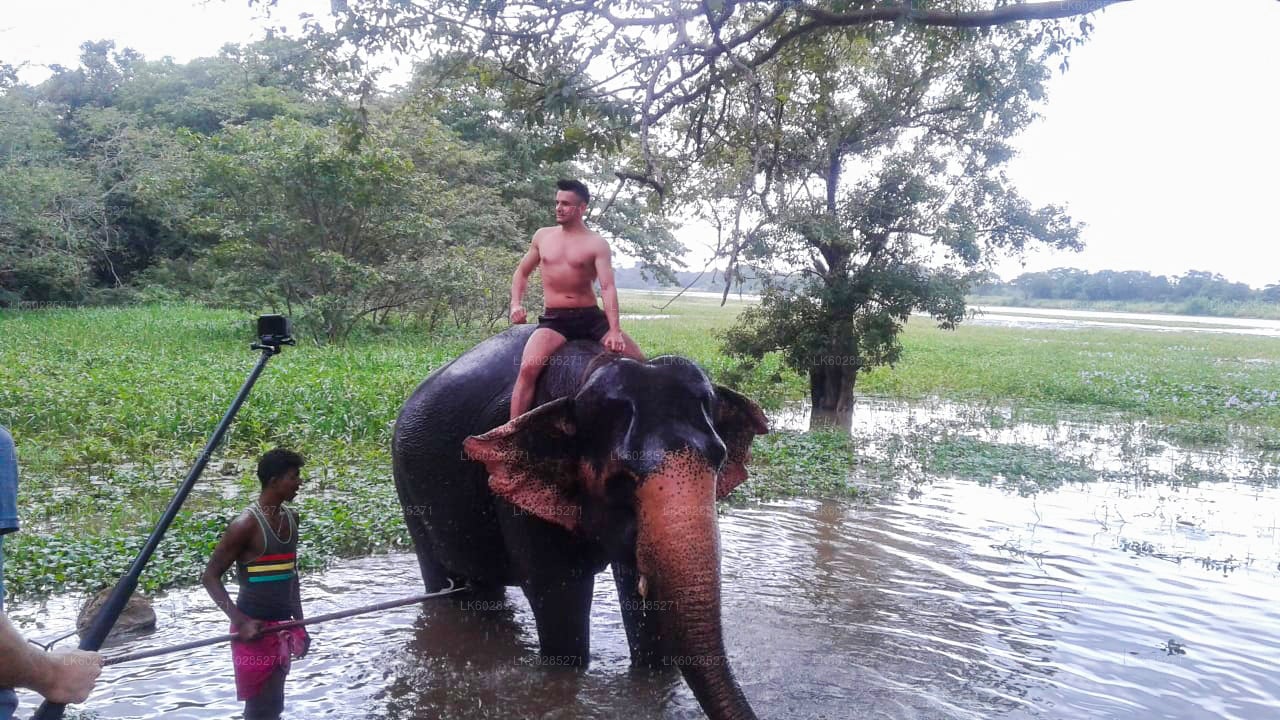 Elephant Back Safari from Sigiriya City