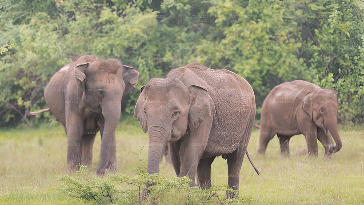 Wasgamuwa National Park Private Safari with Guide