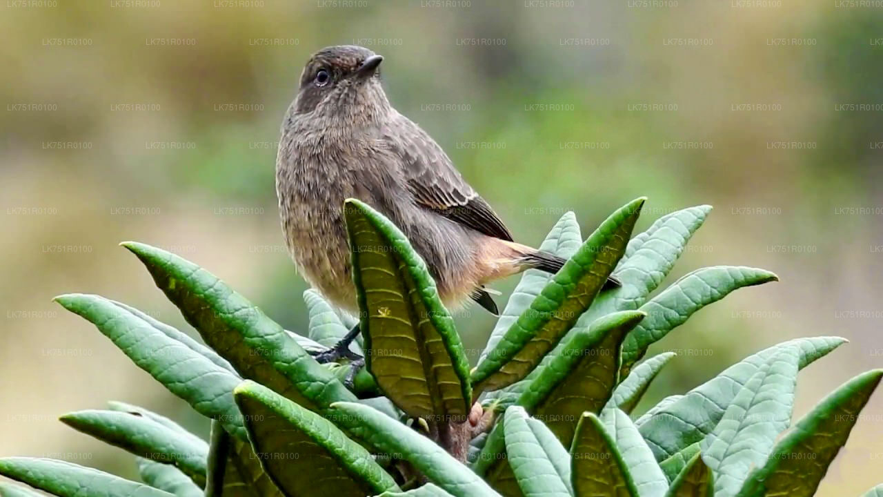 Birdwatching and Trekking from Horton Plains National Park