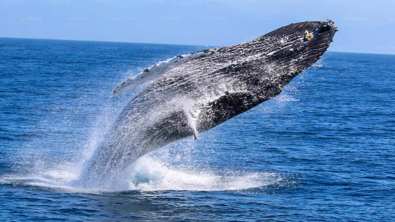 Whale Watching by Shared Boat from Ambalangoda City