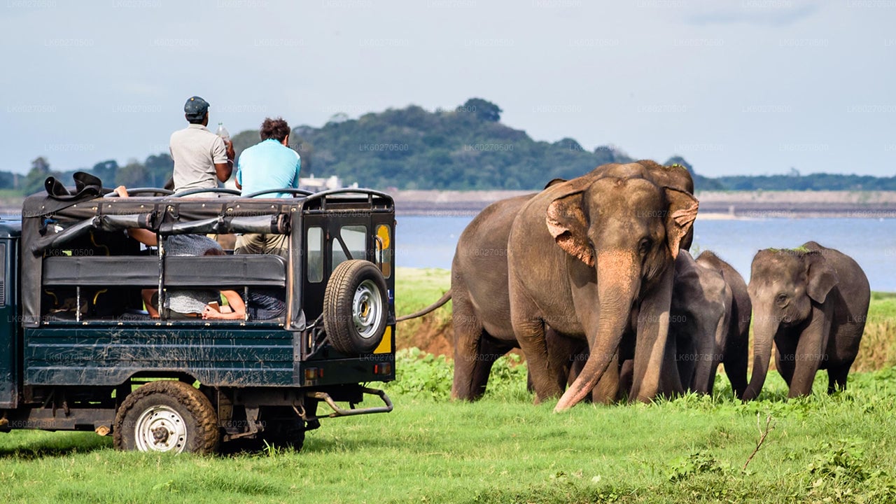 Yala National Park Safari from Dikwella City