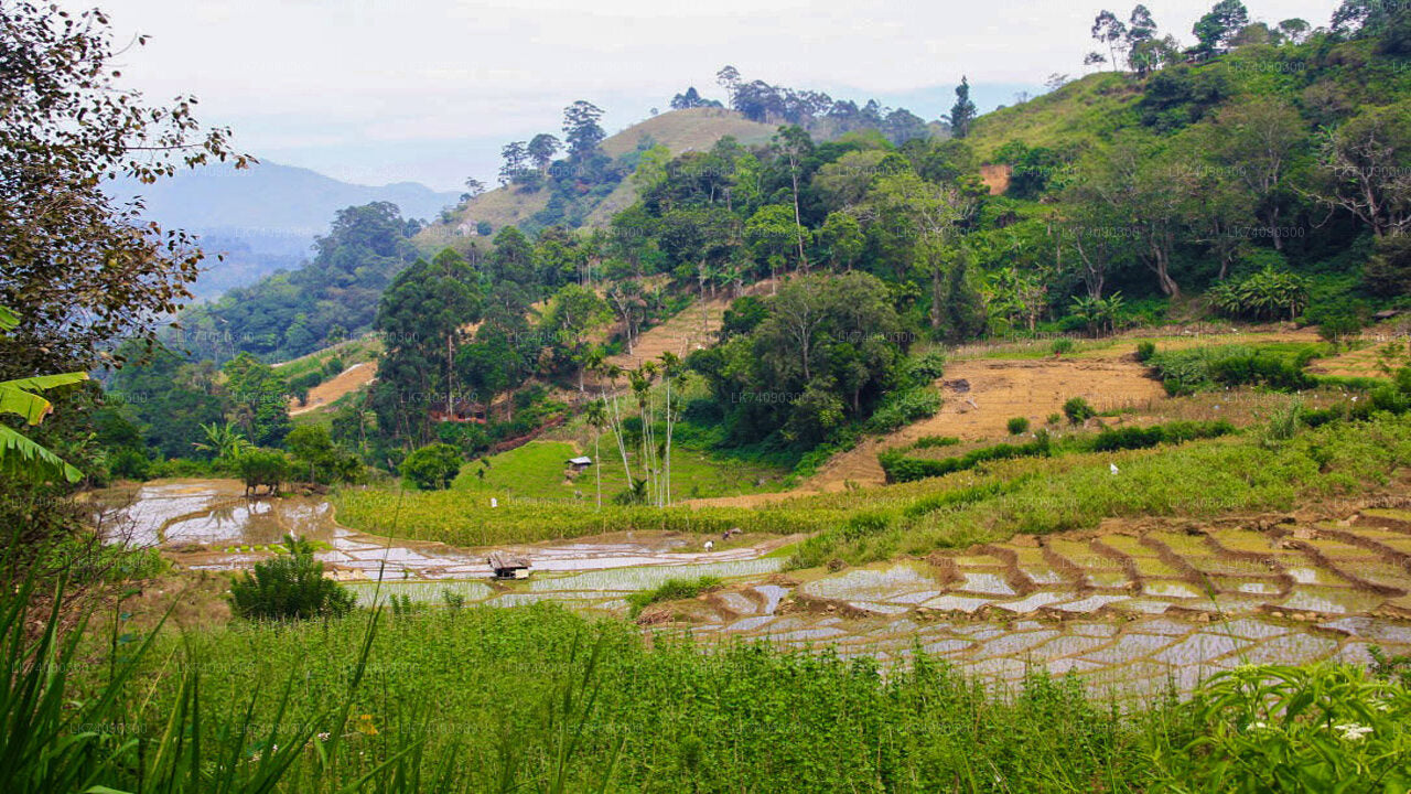 Illukpelessa Village Hike from Ella City