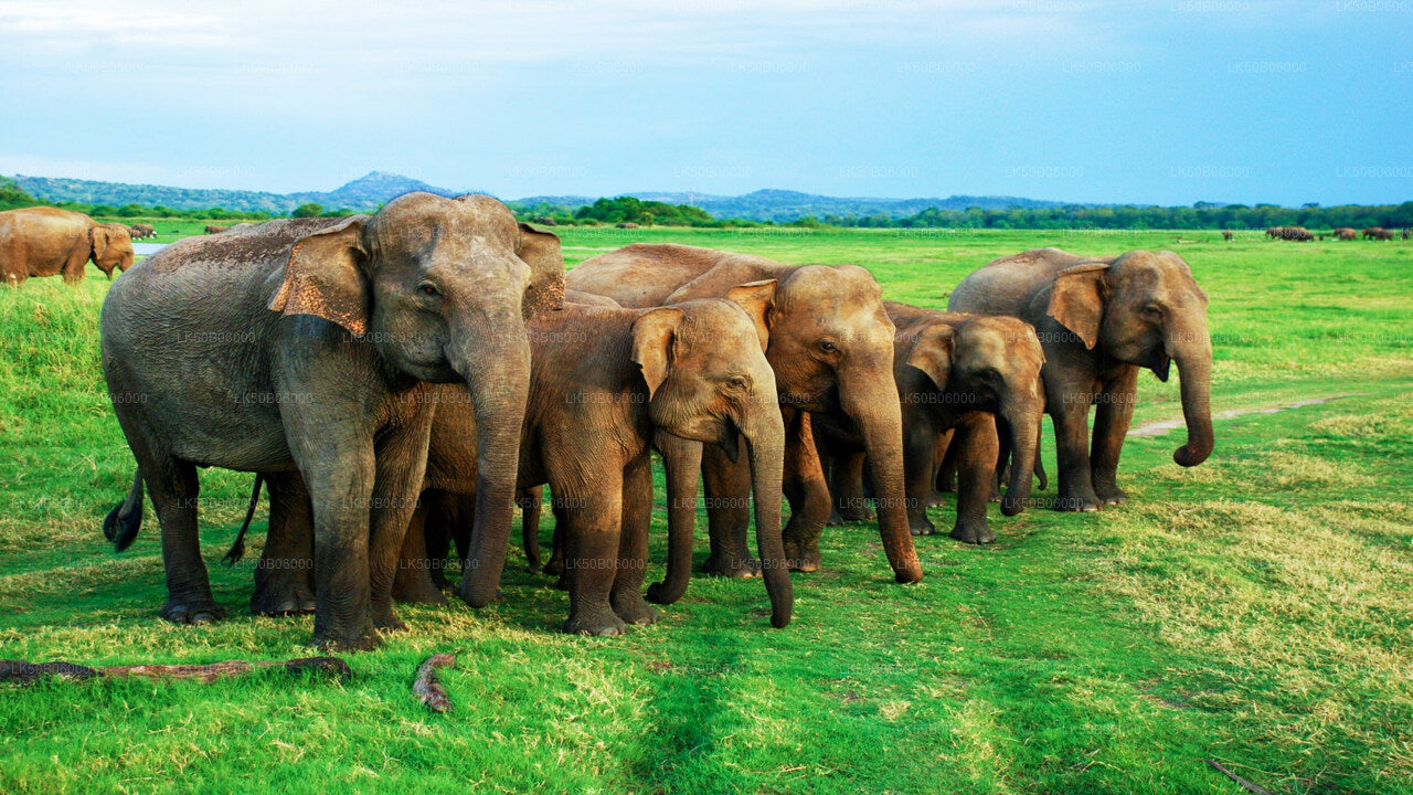 Minneriya National Park Private Safari from Dambulla City