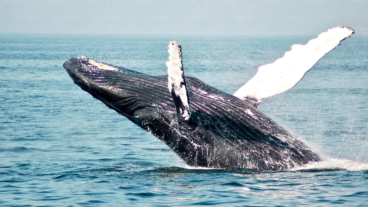 Whale Watching by Yacht from Trincomalee City