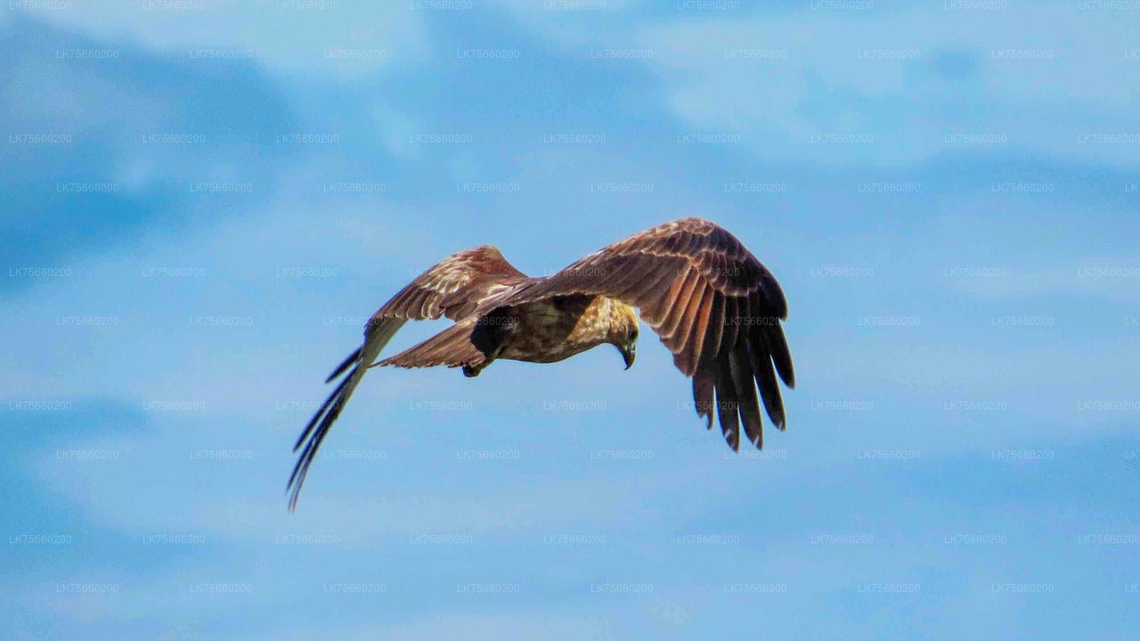 Birdwatching at Muthurajawela Marsh from Mount Lavinia City