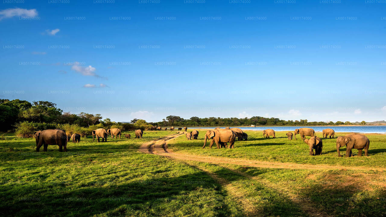 Minneriya National Park Private Safari with Naturalist