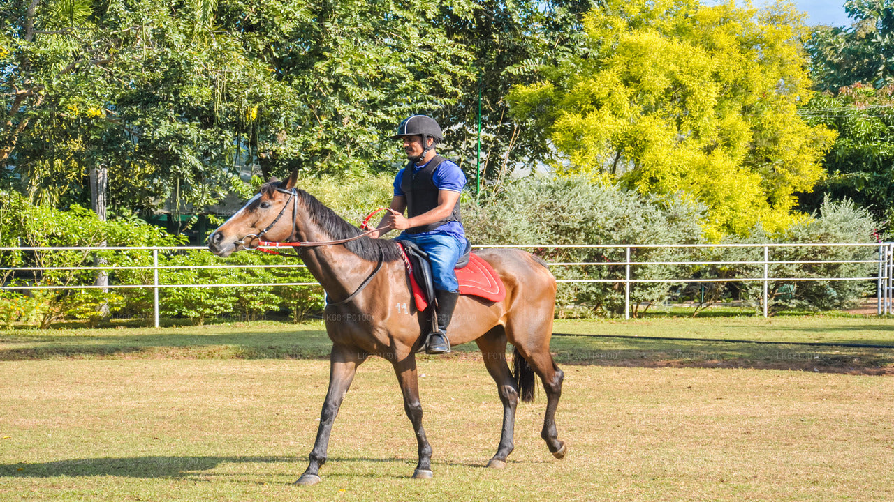 Horse Riding for Beginners from Negombo City