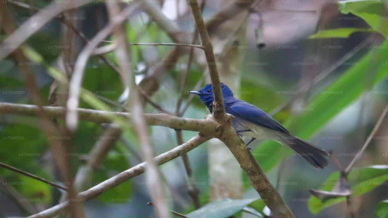 Birdwatching at Kitulgala from Mount Lavinia City