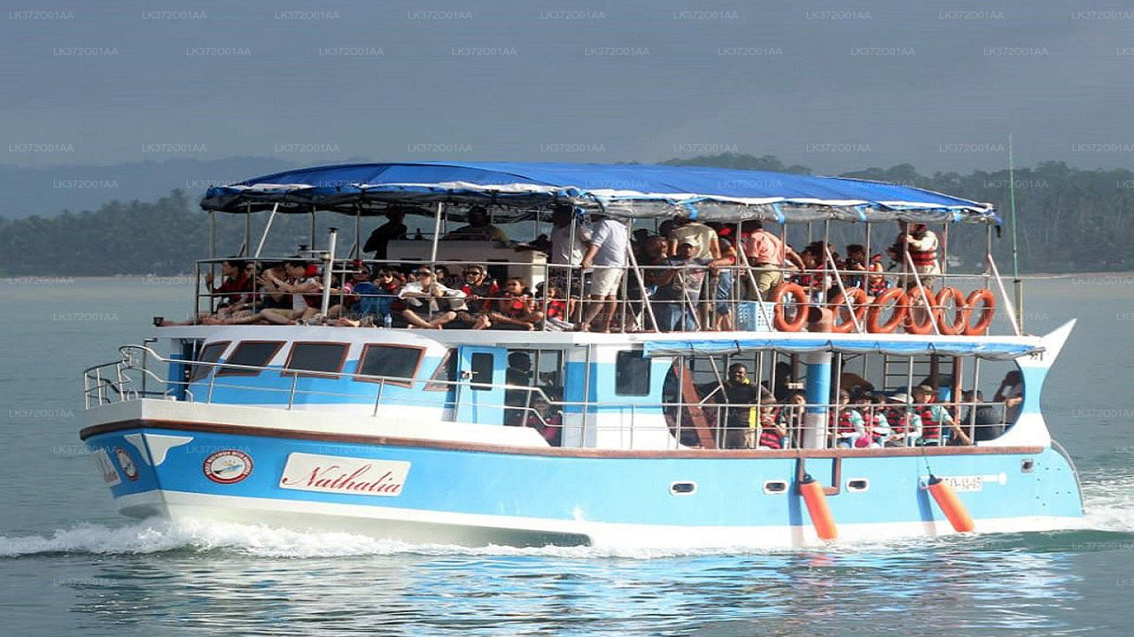 Whale Watching from Weligama City